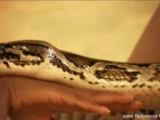 寶萊塢 和 該 enchanting snake
